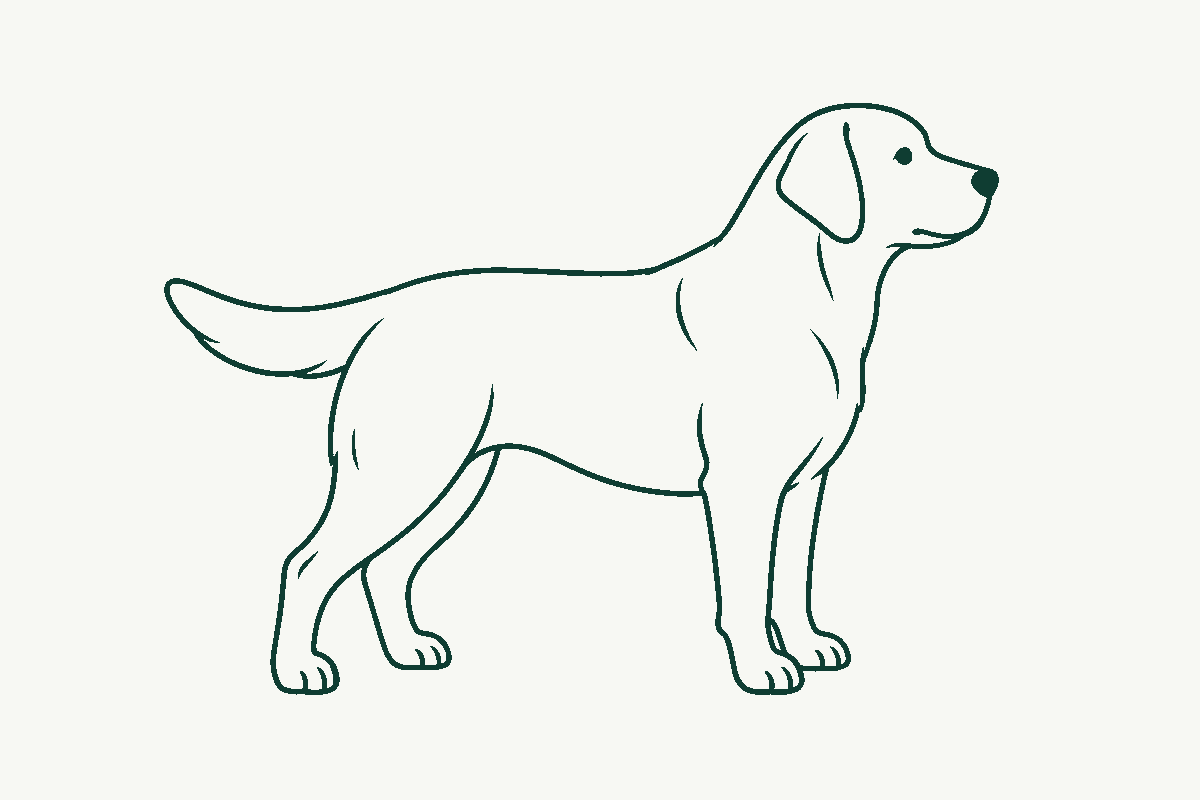 Line drawing of a retriever-type gundog standing in profile