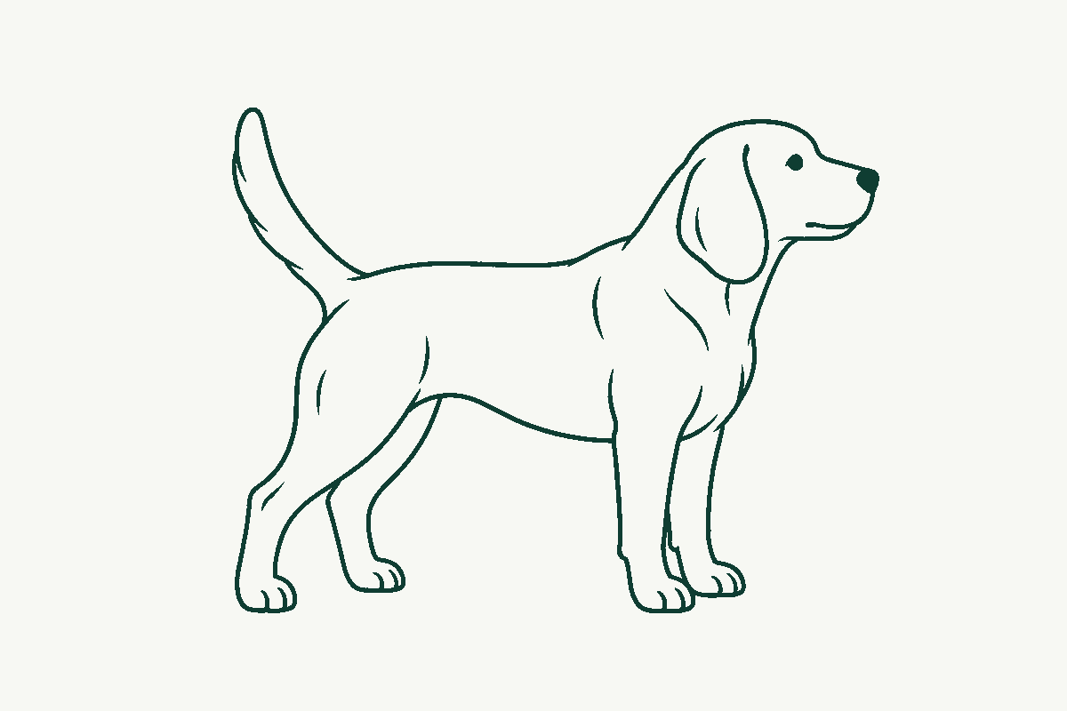 Line drawing of a beagle-type hound standing in profile with its tail raised