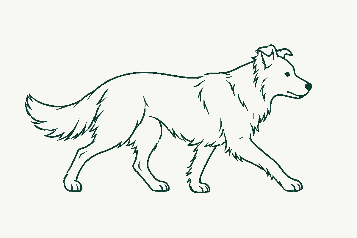 Line drawing of a herding-type dog with a double coat, mid-stride