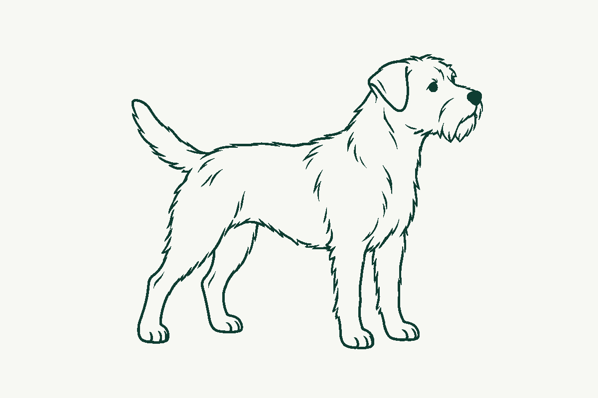 Line drawing of a small wire-coated terrier standing alert