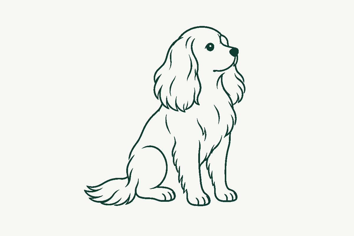 Line drawing of a small toy-breed dog sitting upright