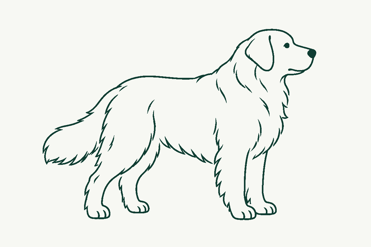 Line drawing of a large working-type dog standing square
